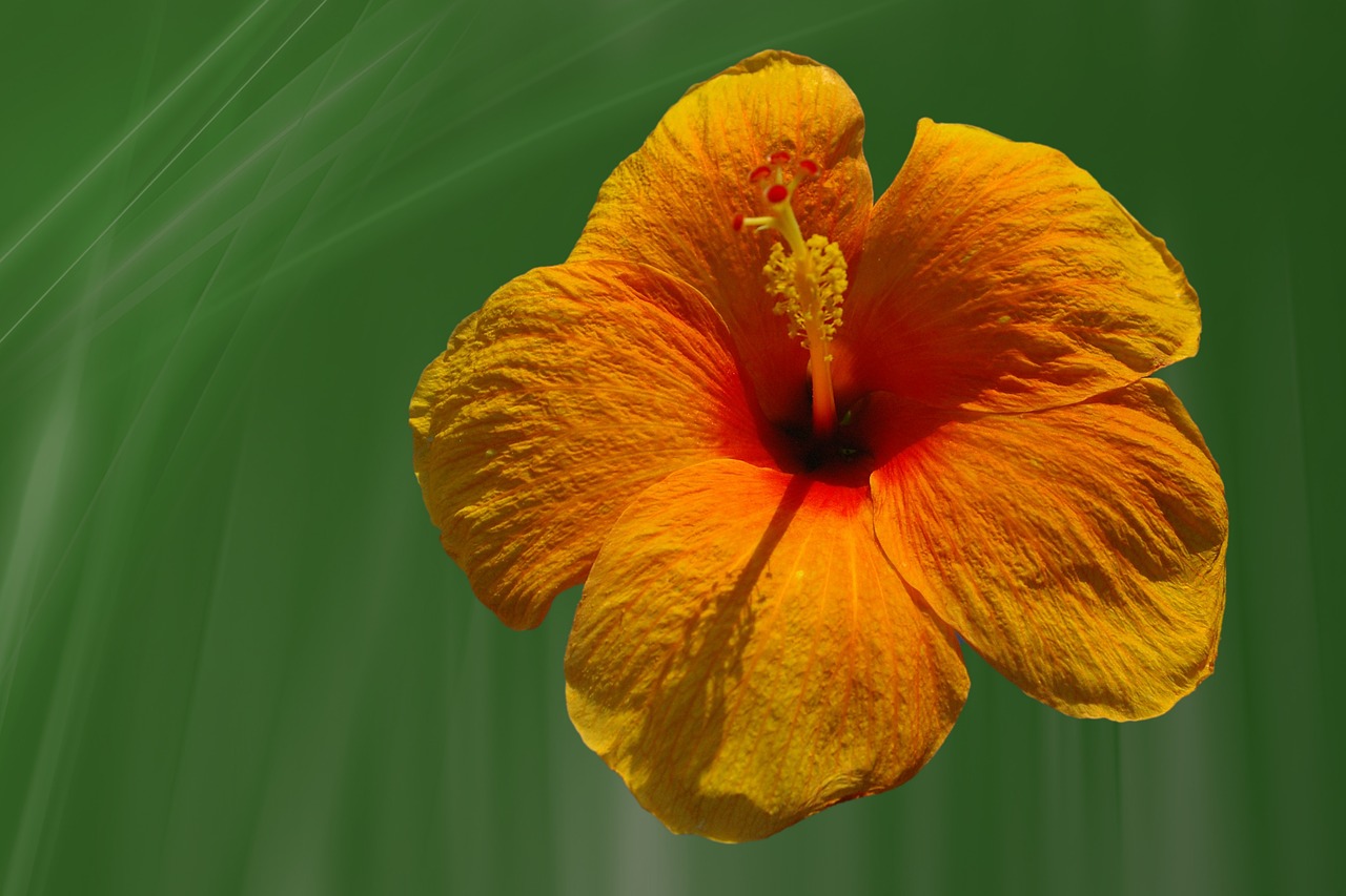 hibiscus flower blossom free photo