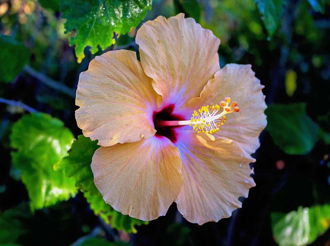 hibiscus flower plant free photo