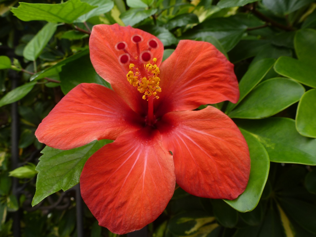 hibiscus blossom bloom free photo