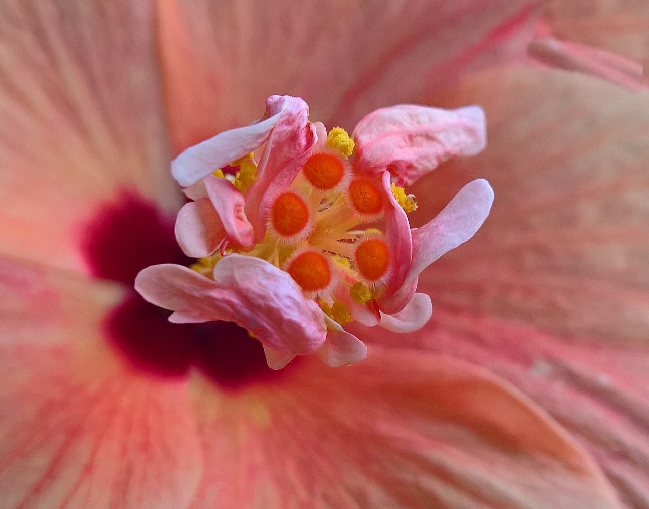 hibiscus flower macro free photo