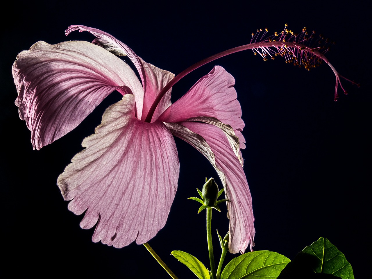 hibiscus blossom bloom free photo