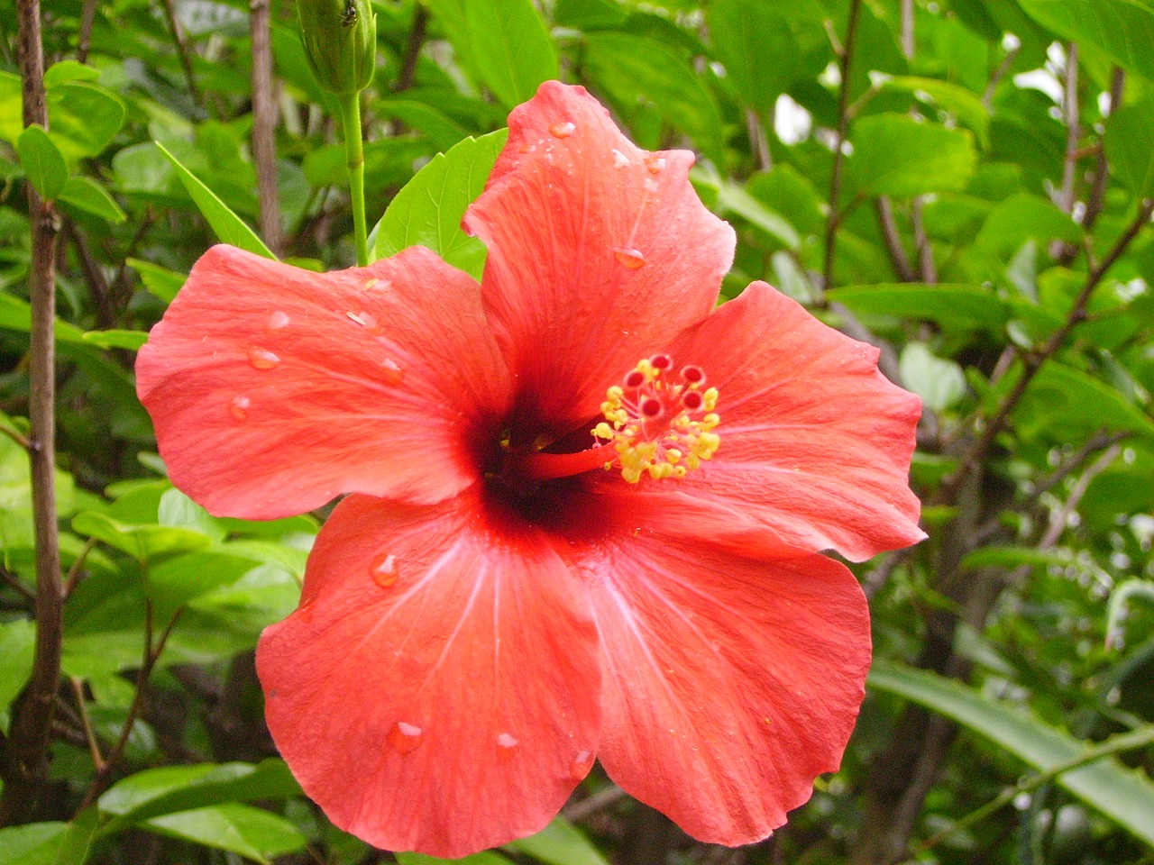 hibiscus portugal holiday free photo