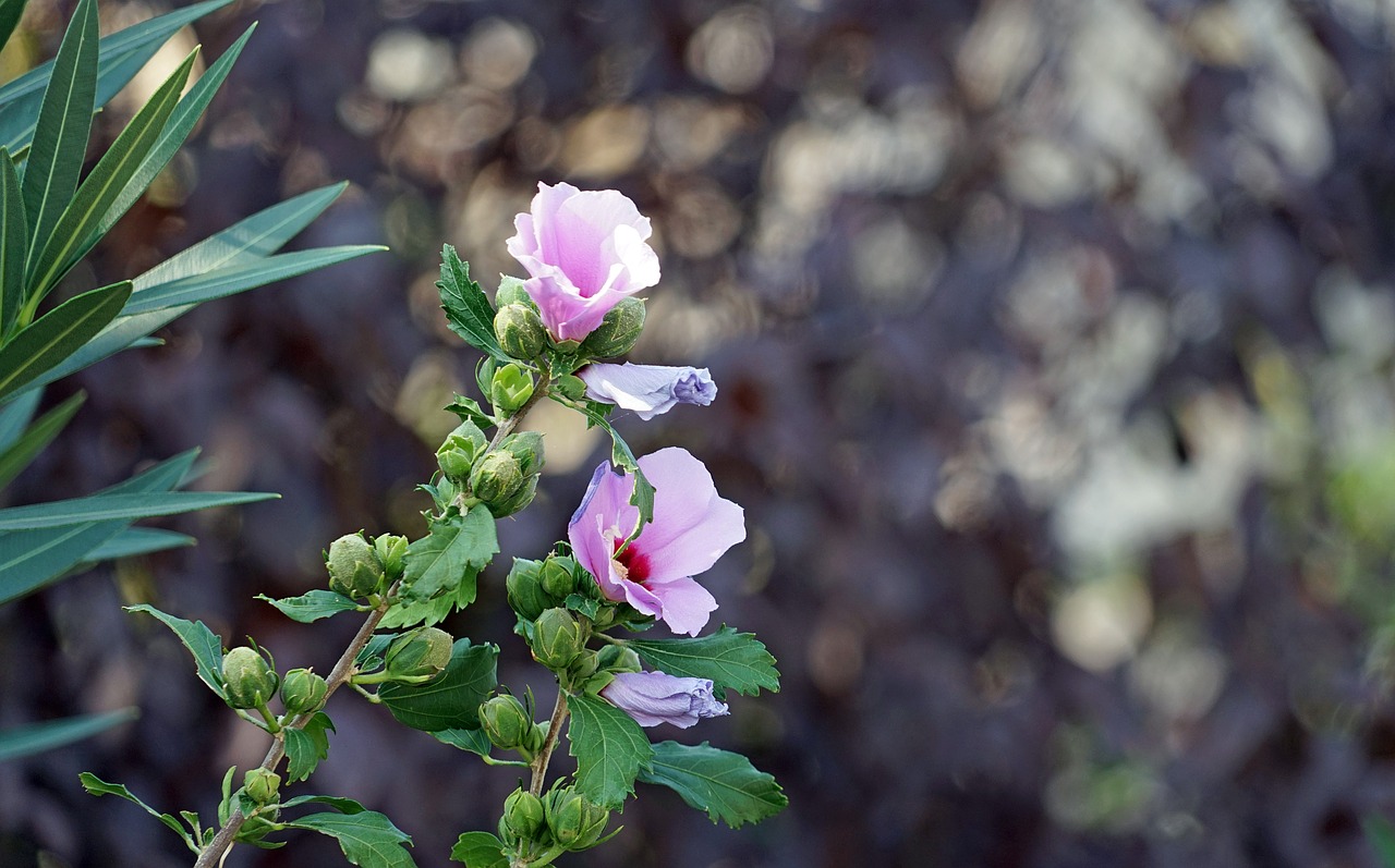 hibiscus pink flower flower free photo