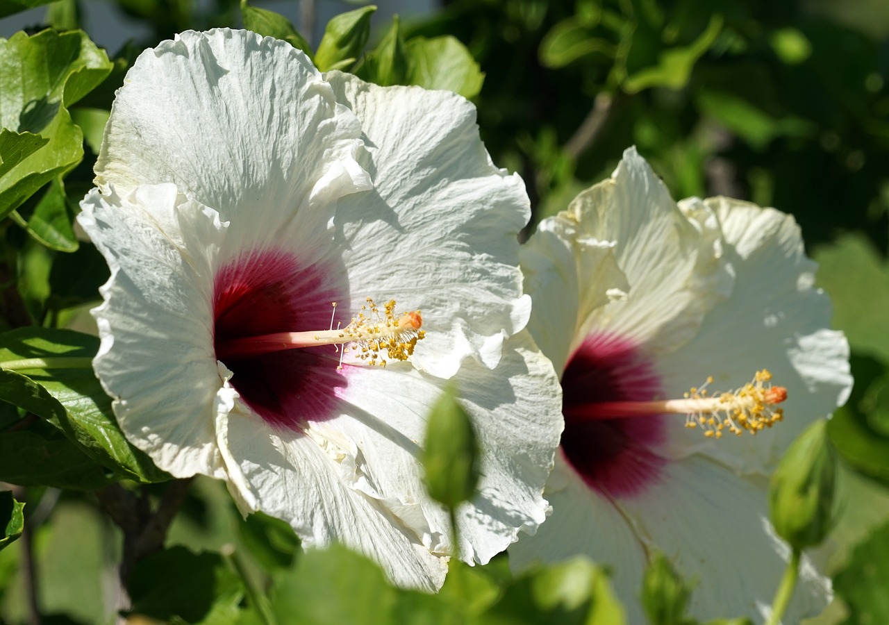 hibiscus blossom bloom free photo