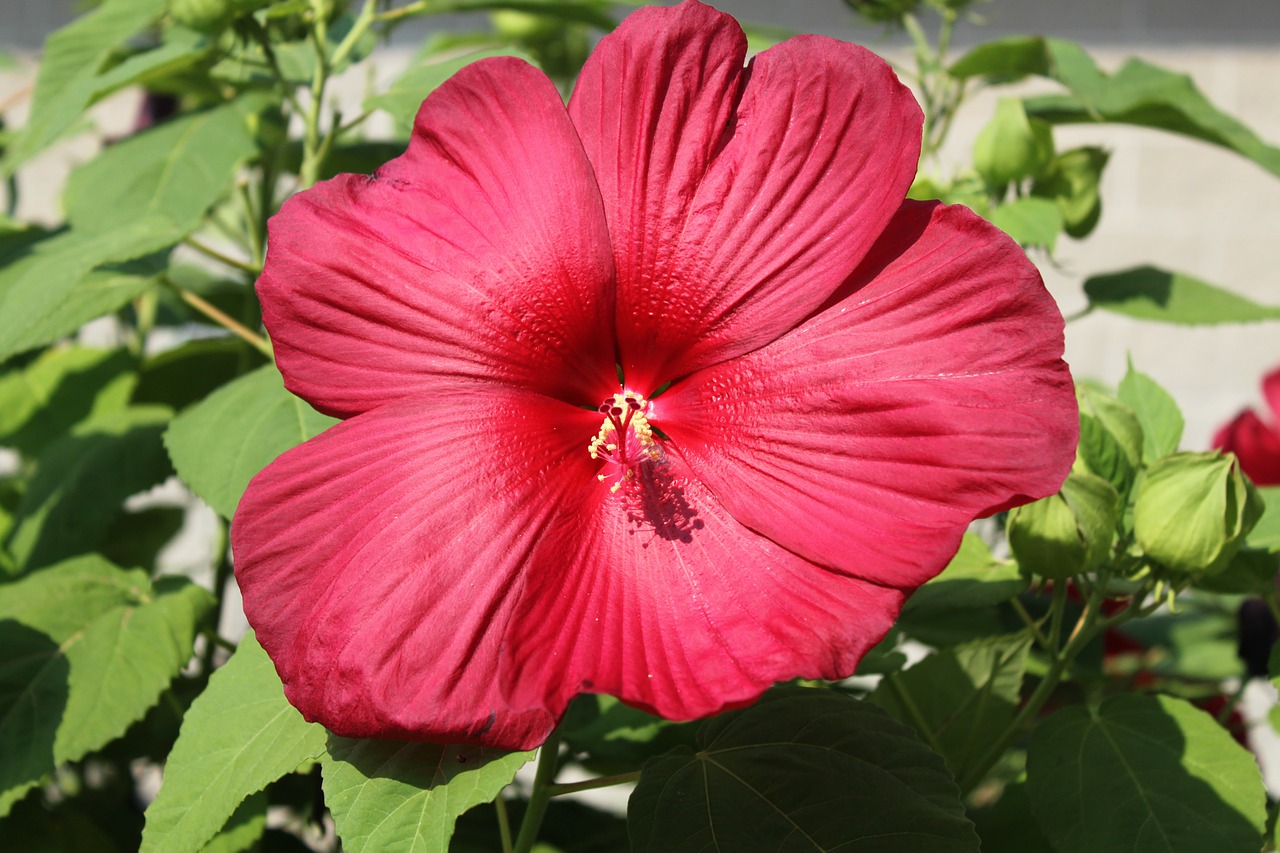 hibiscus flower nature free photo