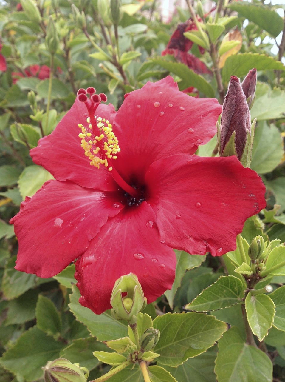 hibiscus african okra flower okra free photo