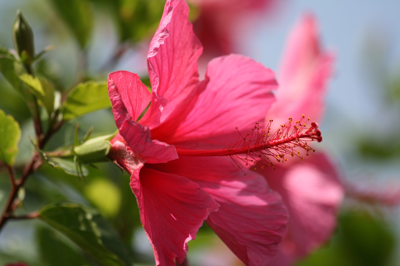 hibiscus pink flower free photo