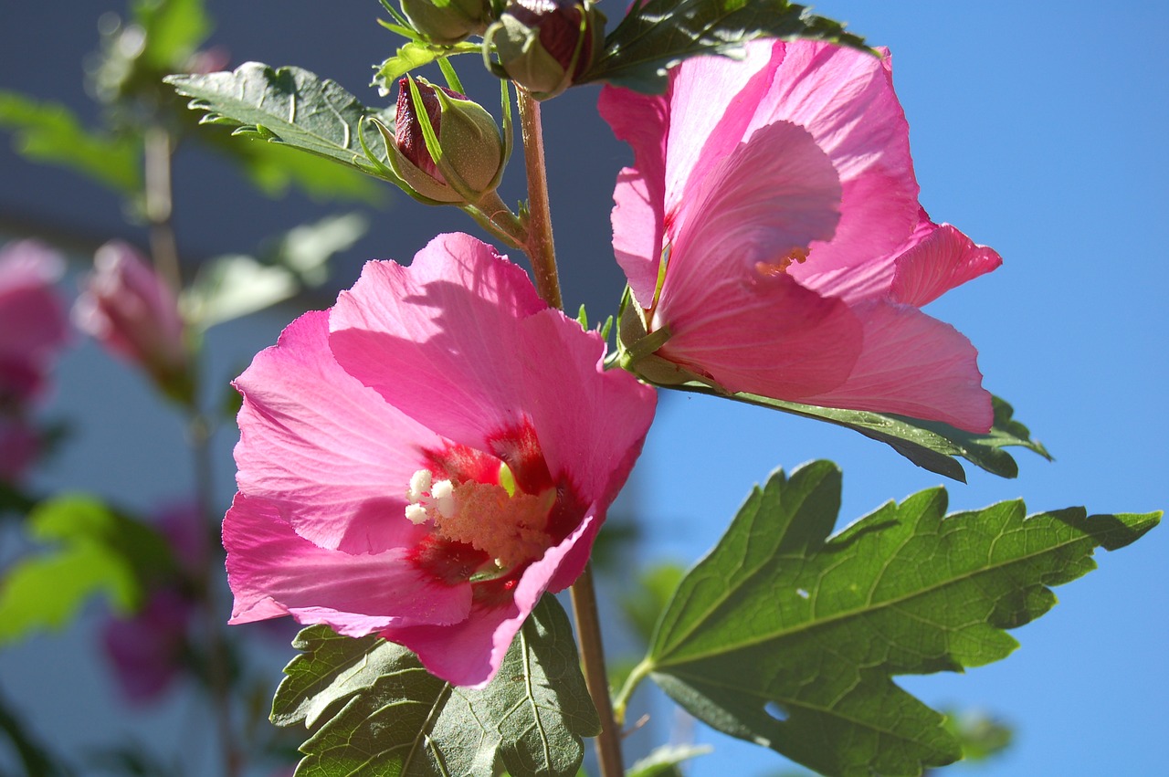 hibiscus pink plant free photo