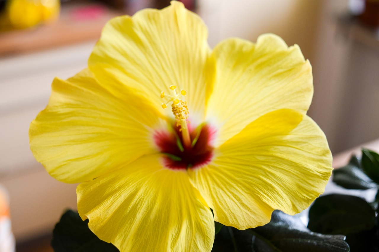 hibiscus flower plant free photo