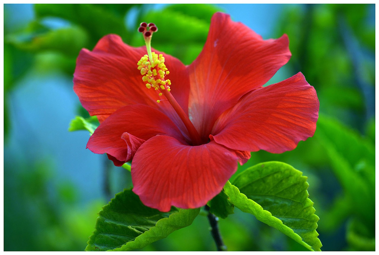 hibiscus red flower free photo