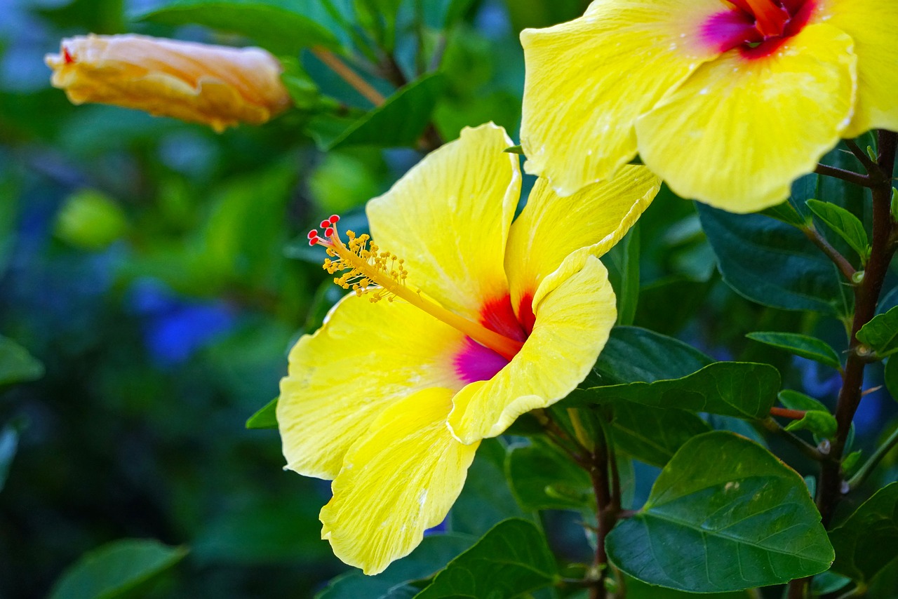 hibiscus yellow green free photo