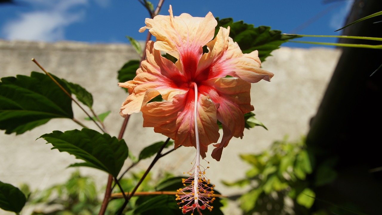 hibiscus blossom bloom free photo