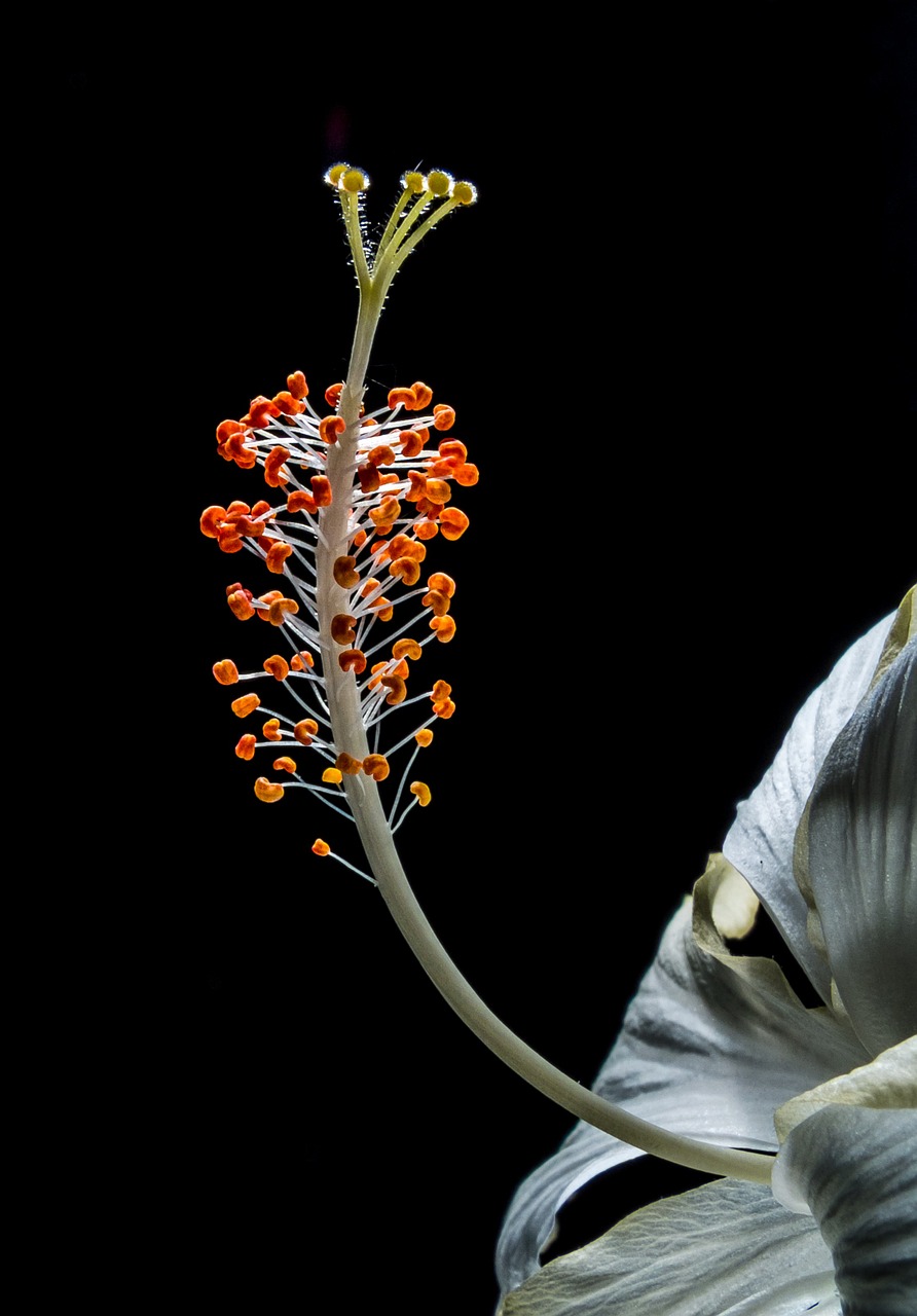 hibiscus blossom bloom free photo