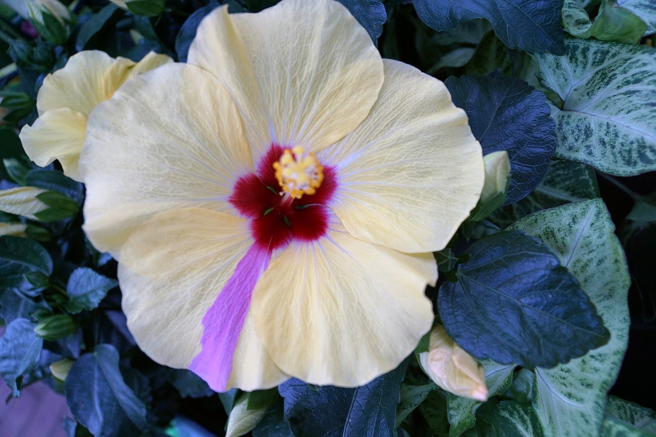 hibiscus flower hawaii free photo