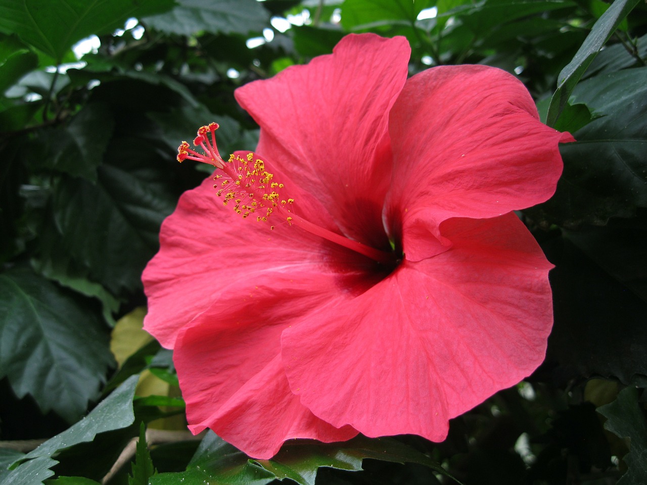 hibiscus blossom bloom free photo