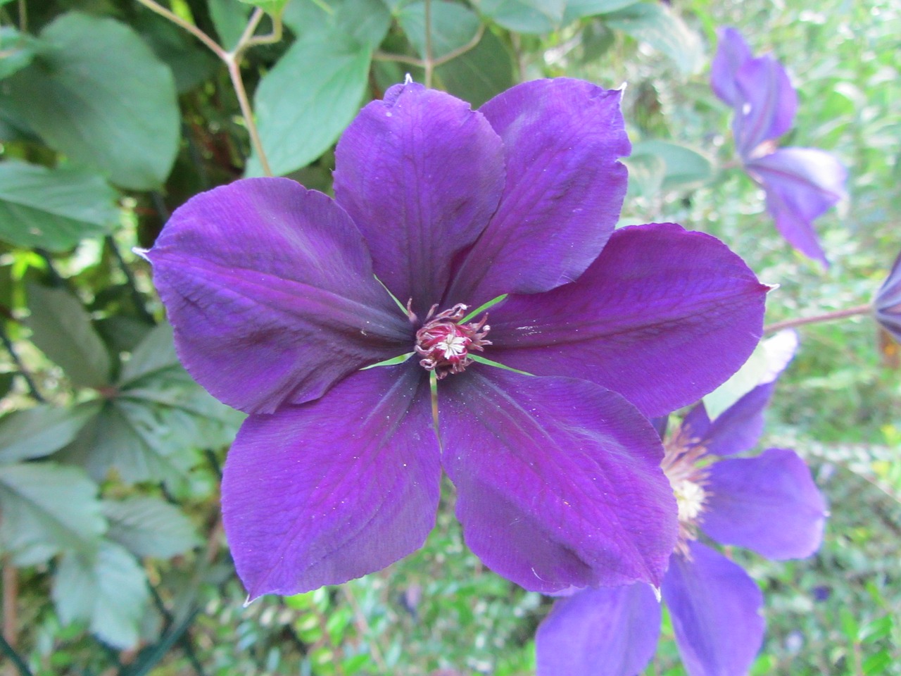 hibiscus flower nature free photo