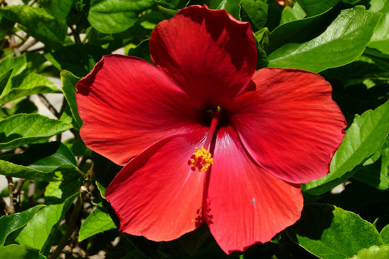 hibiscus blossom bloom free photo