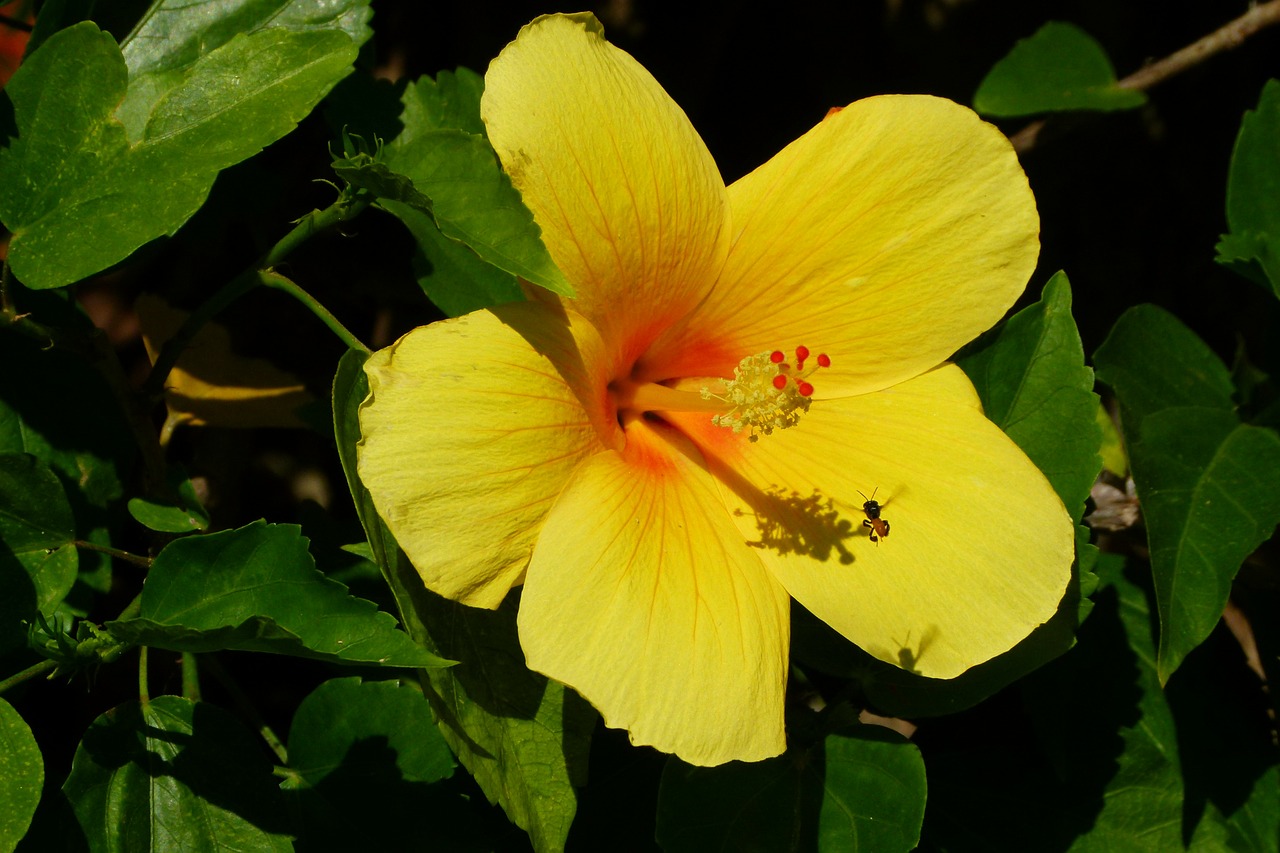 hibiscus flower yellow free photo