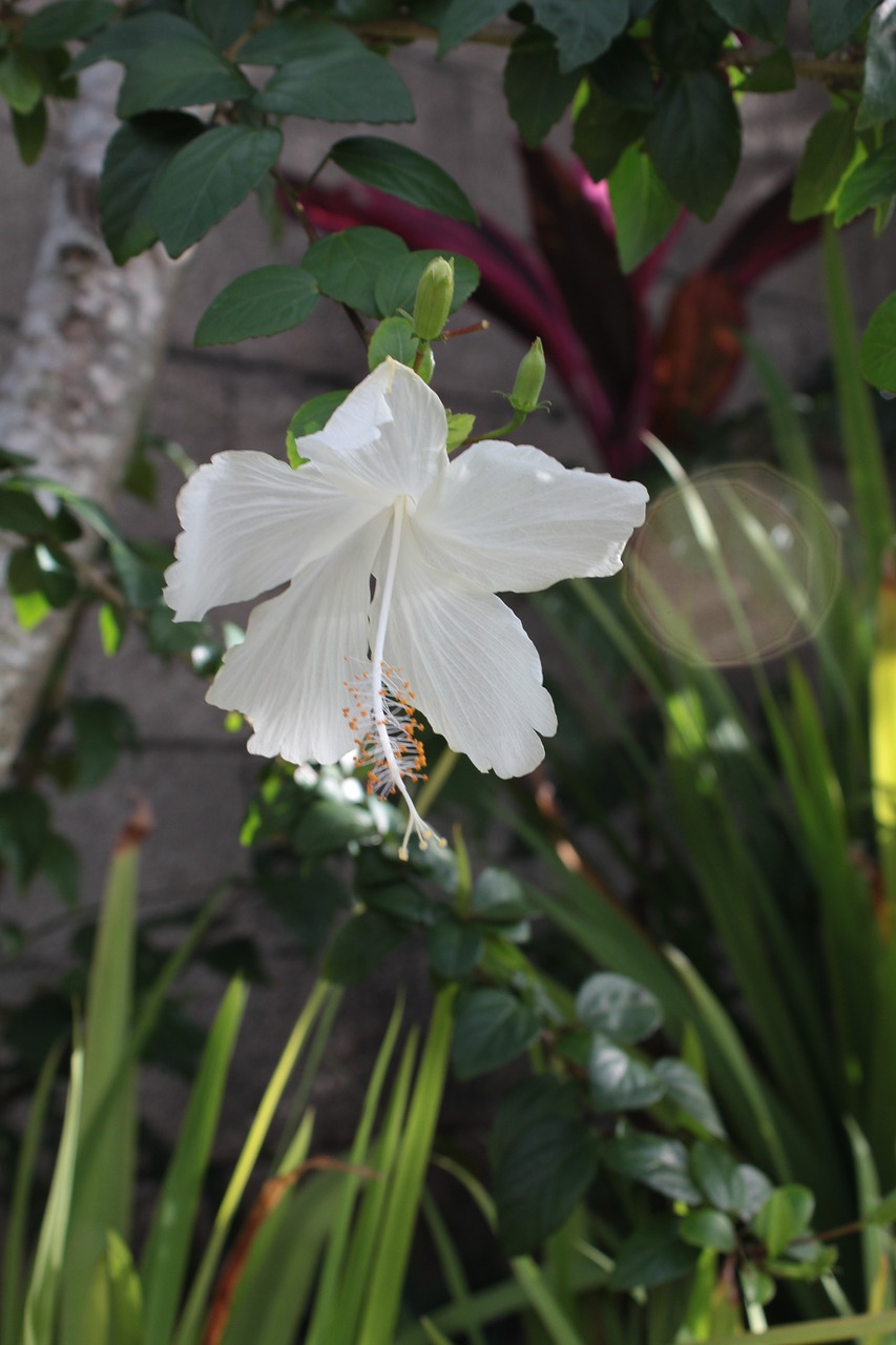 hibiscus white flower free photo