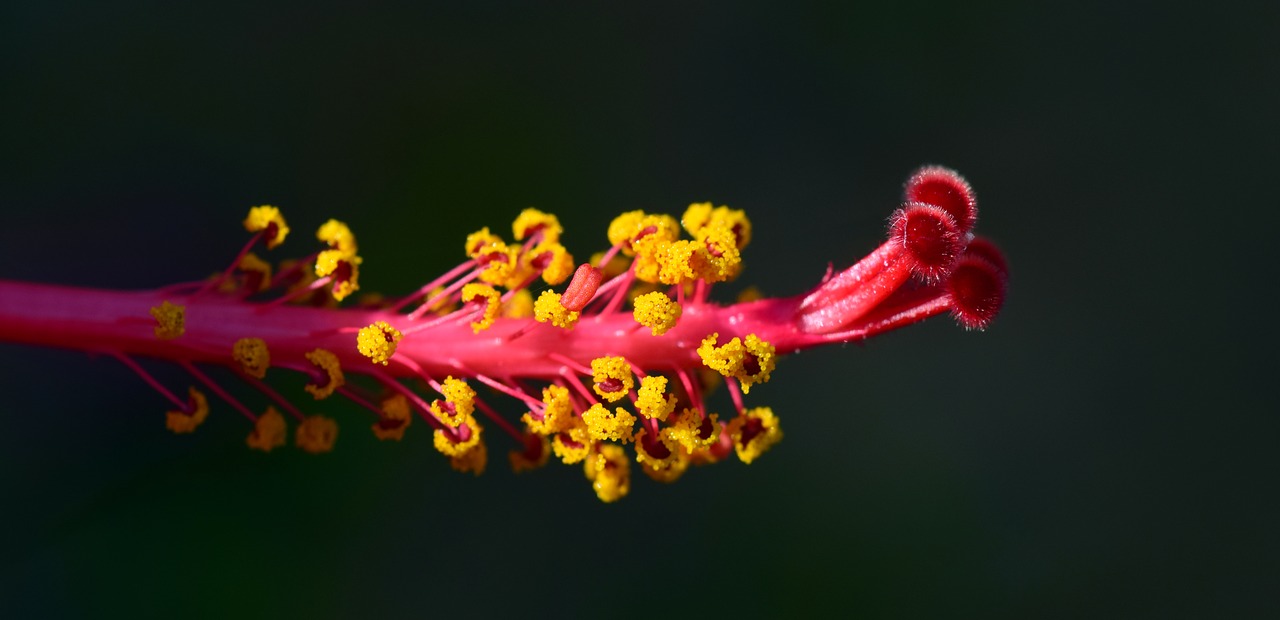 hibiscus pistil blossom free photo