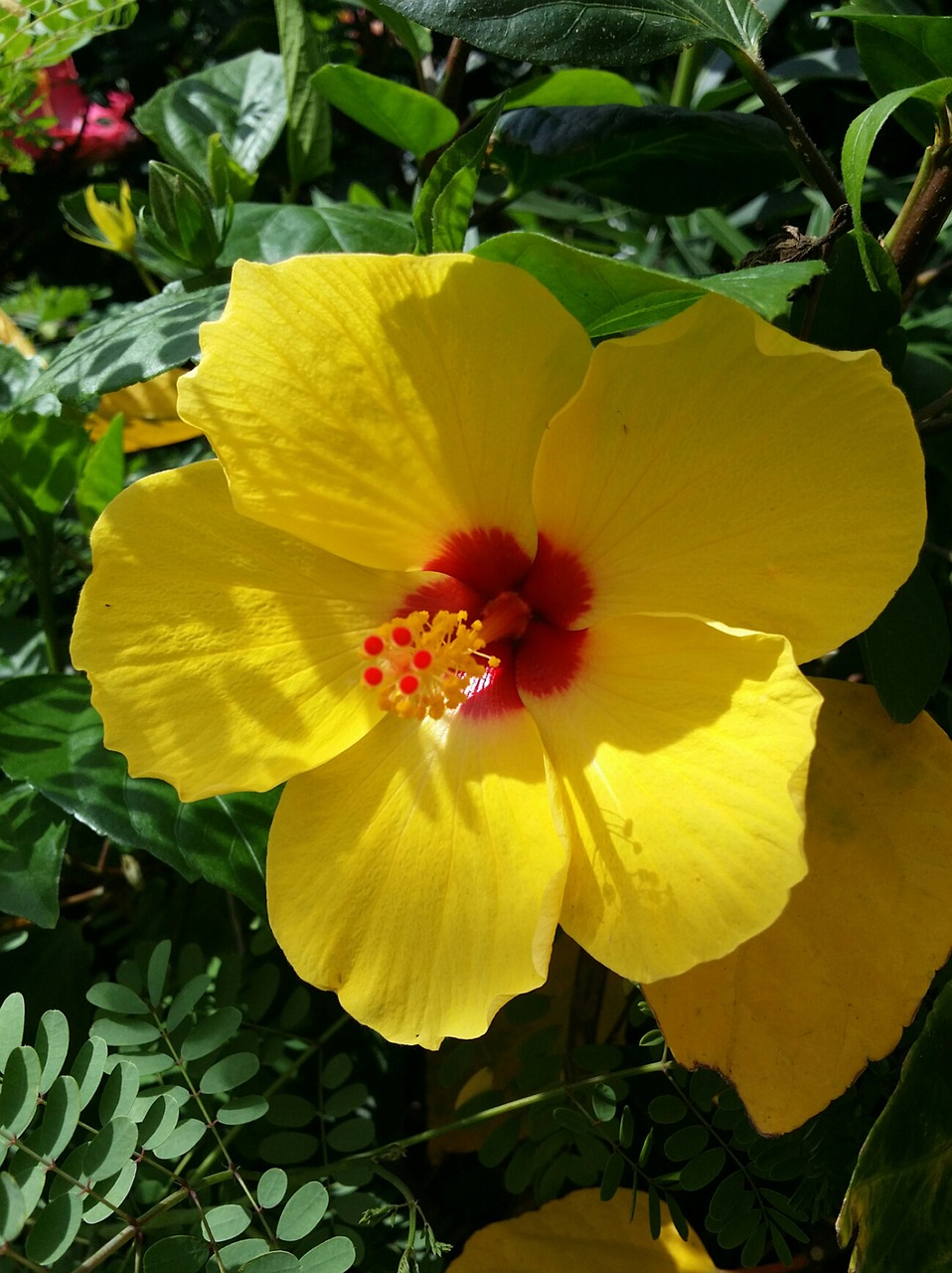 hibiscus yellow red free photo