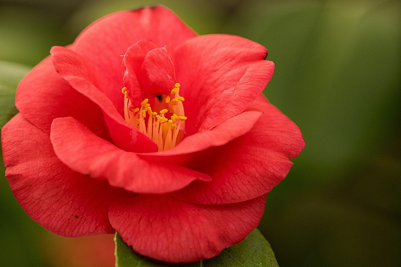 hibiscus bleed flower free photo