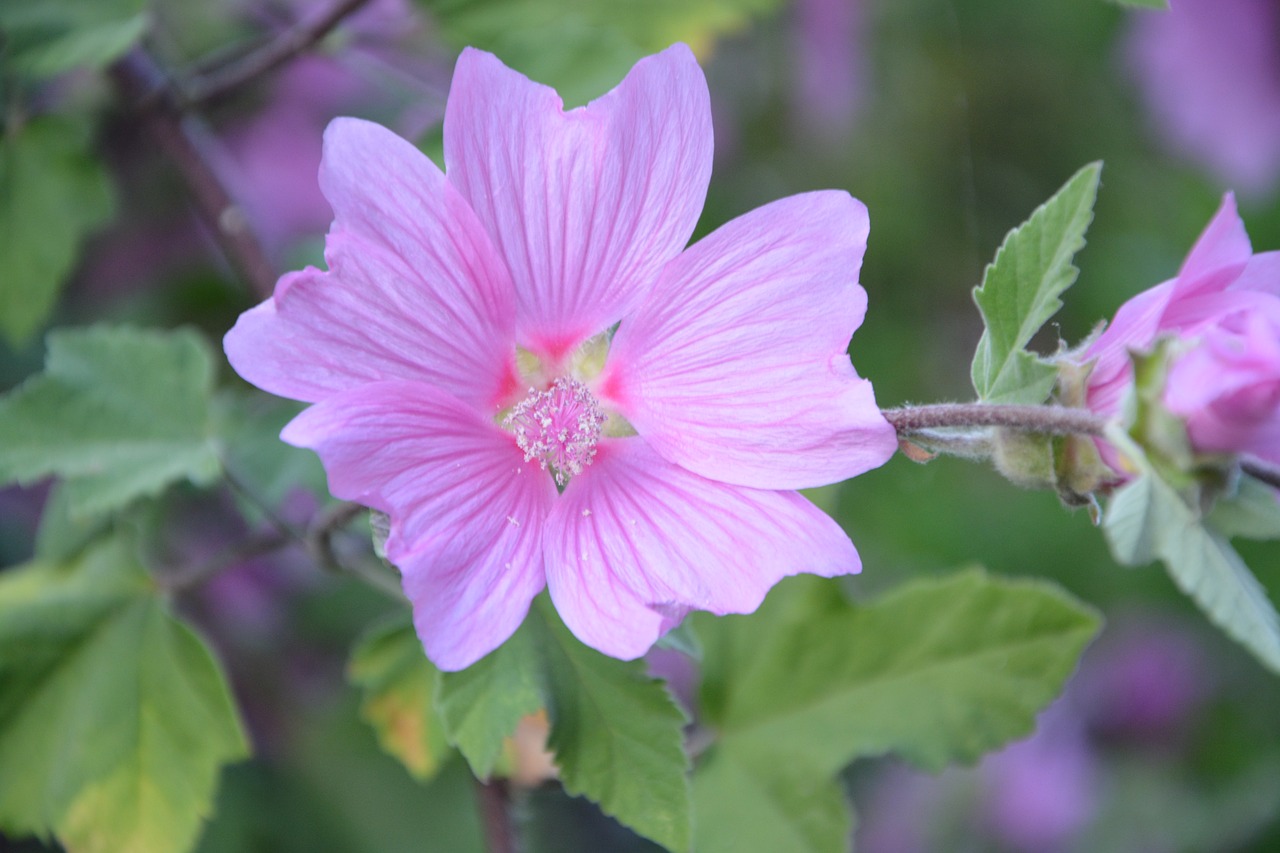 hibiscus pink flowers green leaves free photo