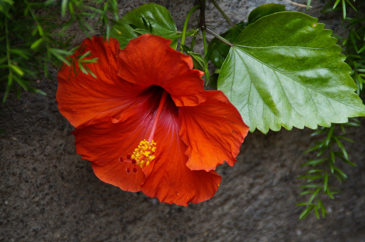 hibiscus red bloom free photo