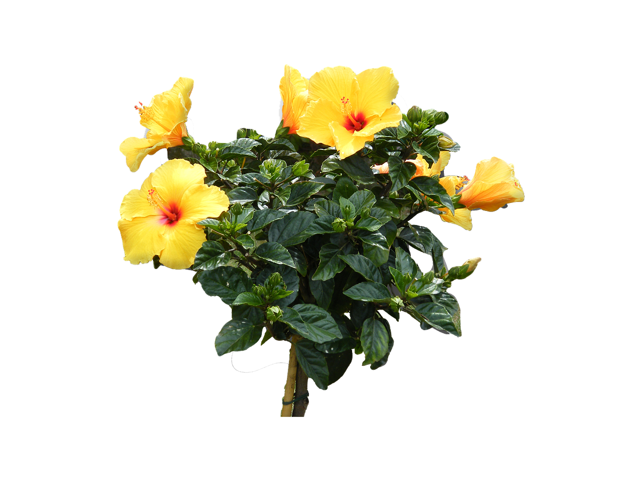 hibiscus yellow flowers free photo