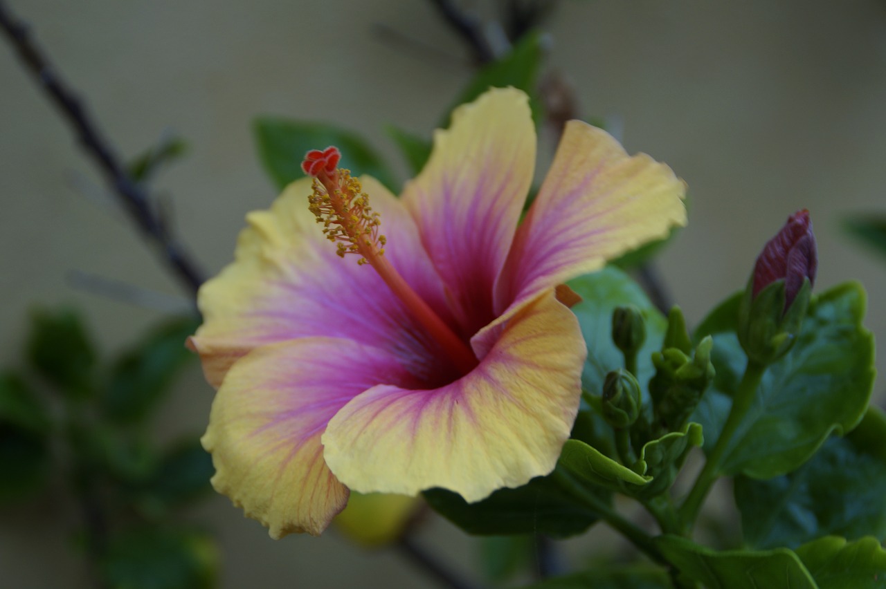 hibiscus tropical exotic free photo
