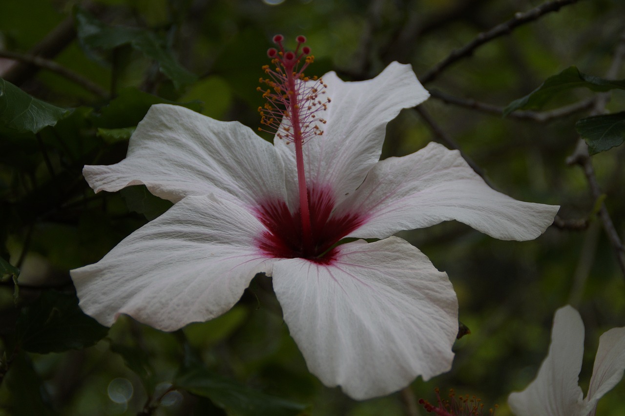 hibiscus white flower free photo