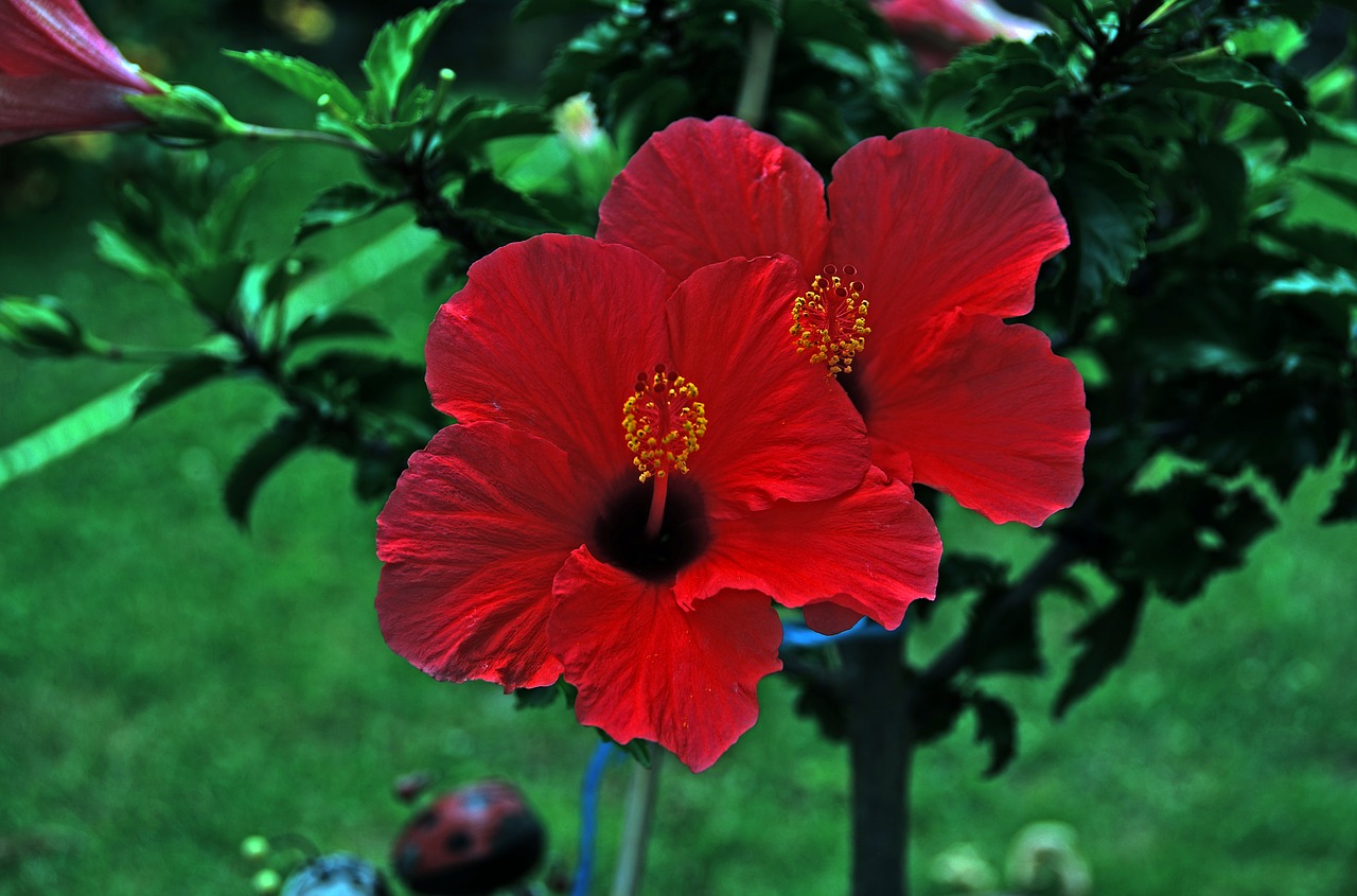 hibiscus blossom bloom free photo