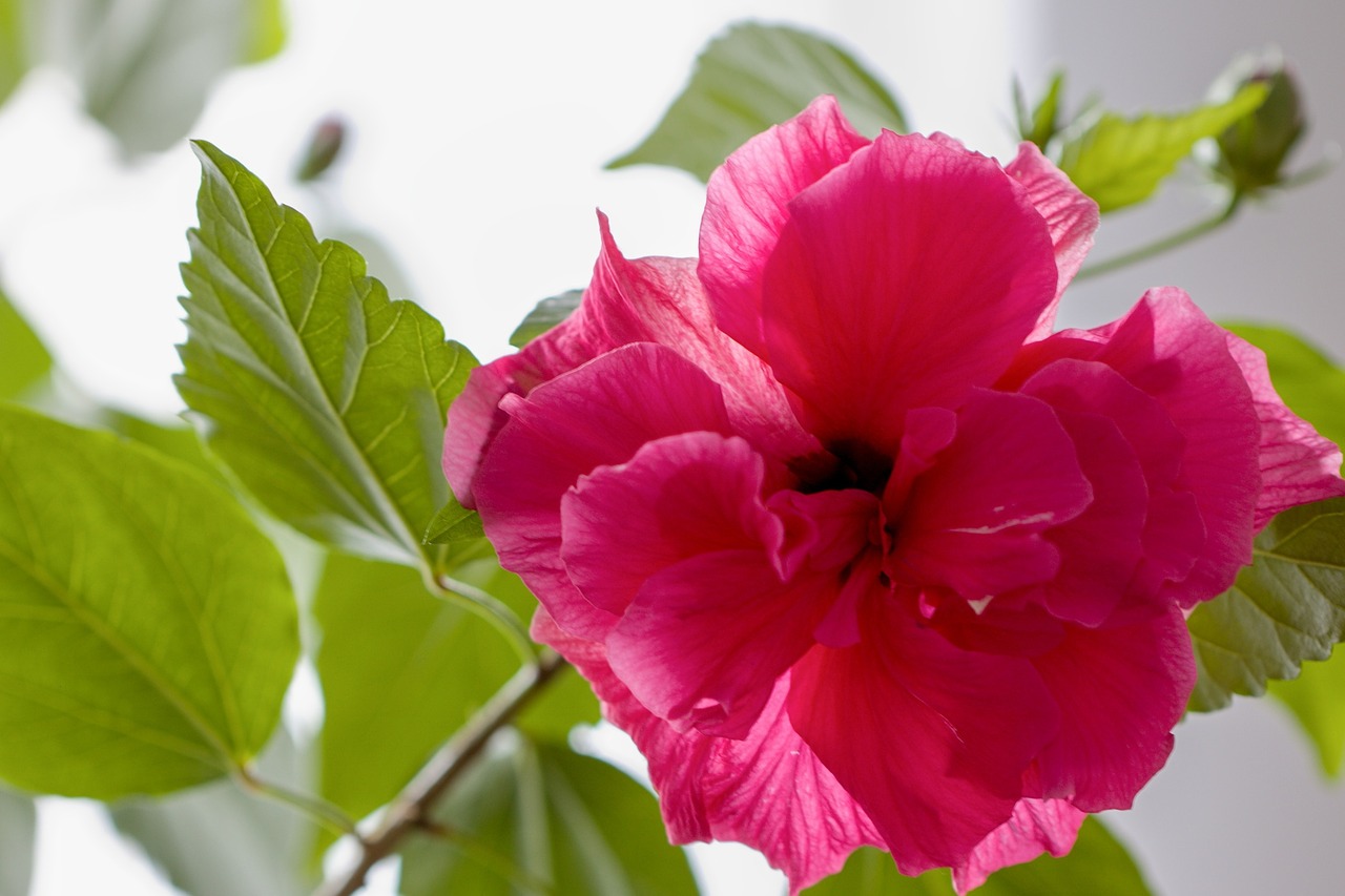 hibiscus flower free pictures free photo