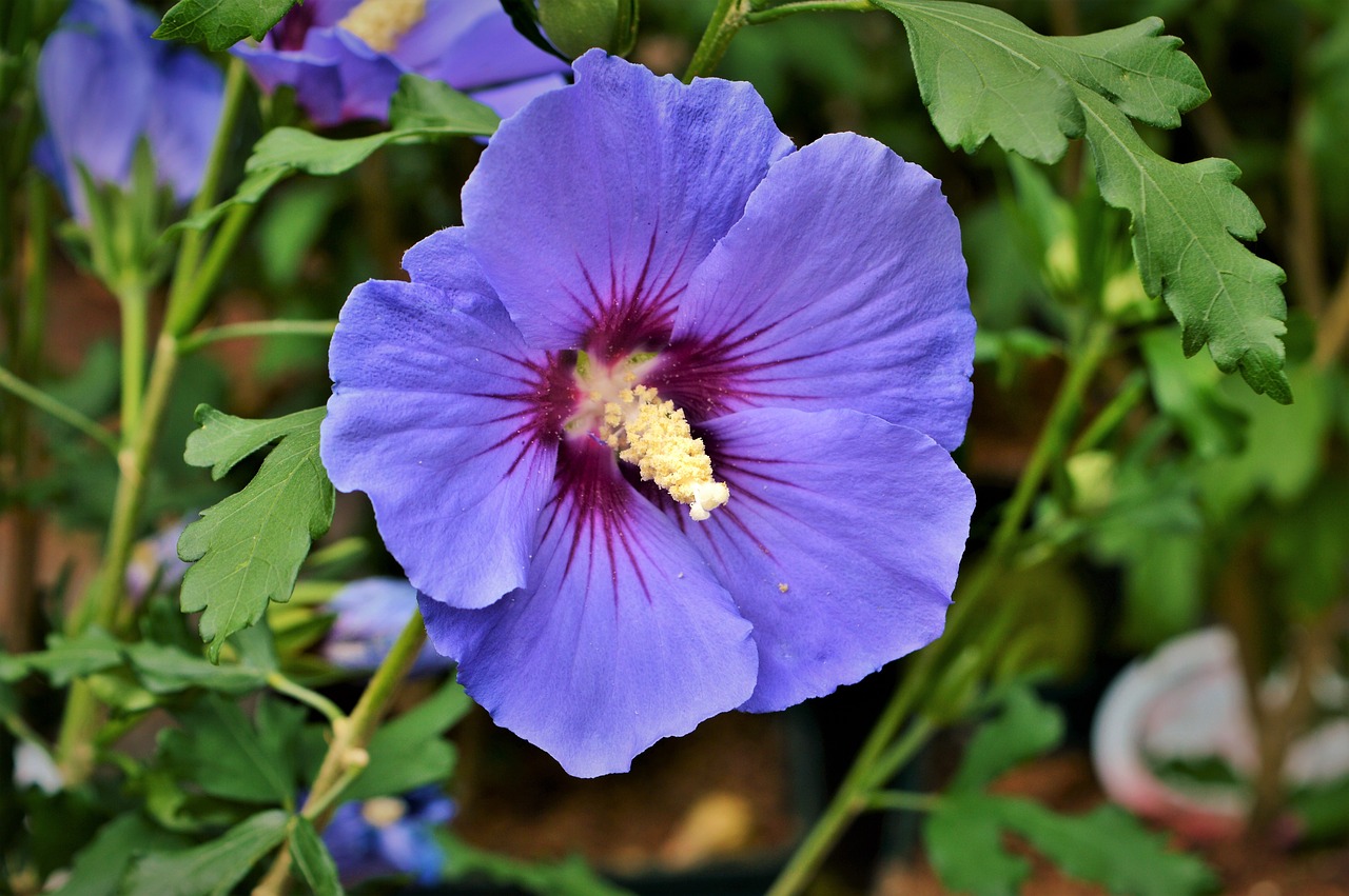 hibiscus marshmallow mallow free photo