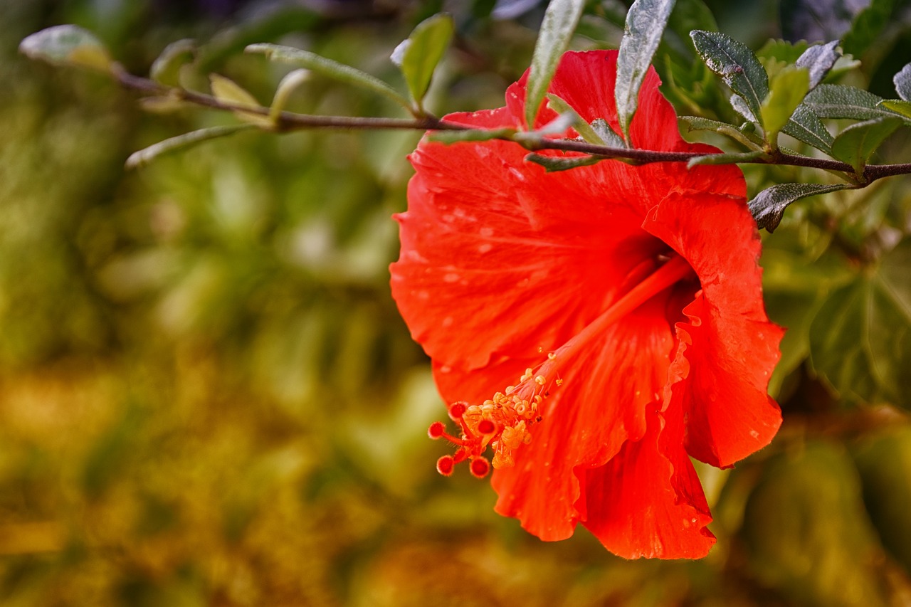 hibiscus red flower free photo