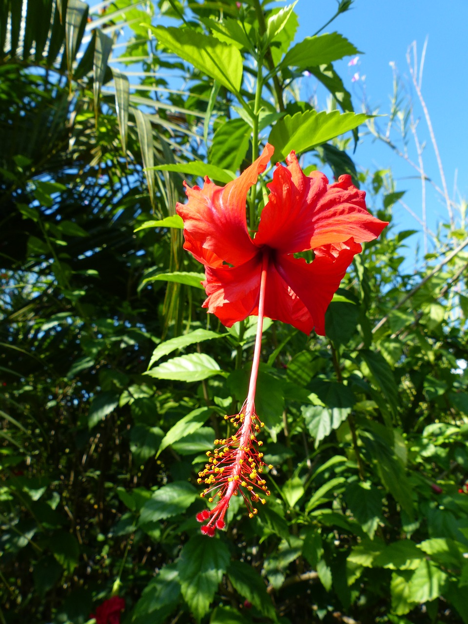 hibiscus exotic tropics free photo