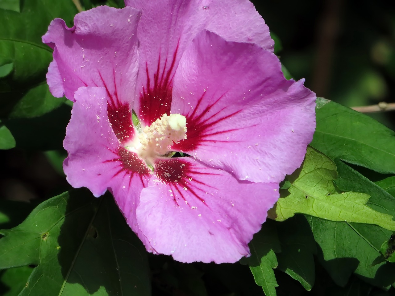 hibiscus woodbridge mallow free photo