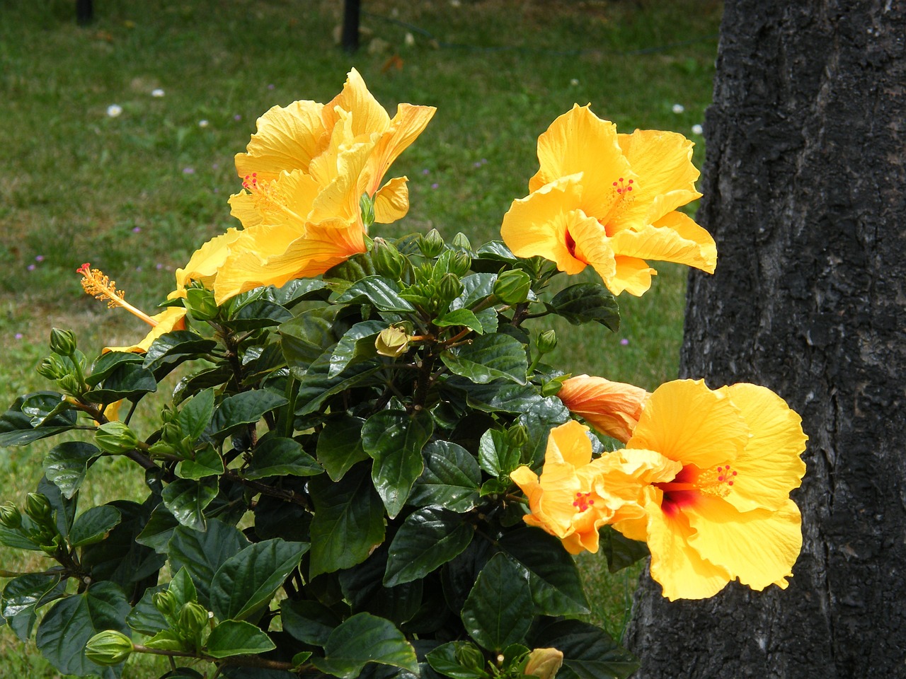 hibiscus yellow spring free photo