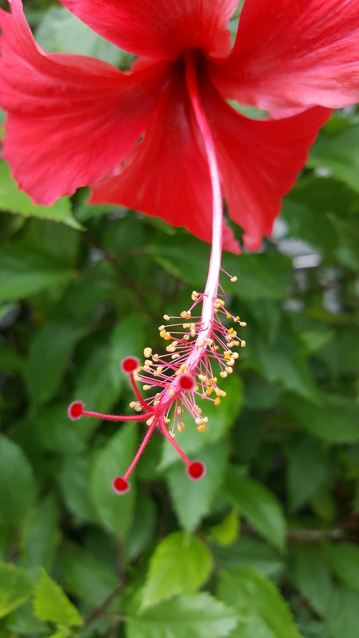 hibiscus red flora free photo