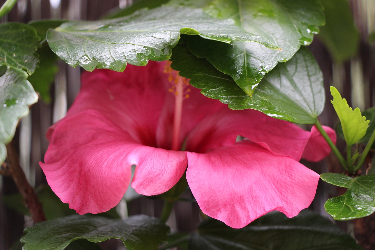 hibiscus blossom bloom free photo