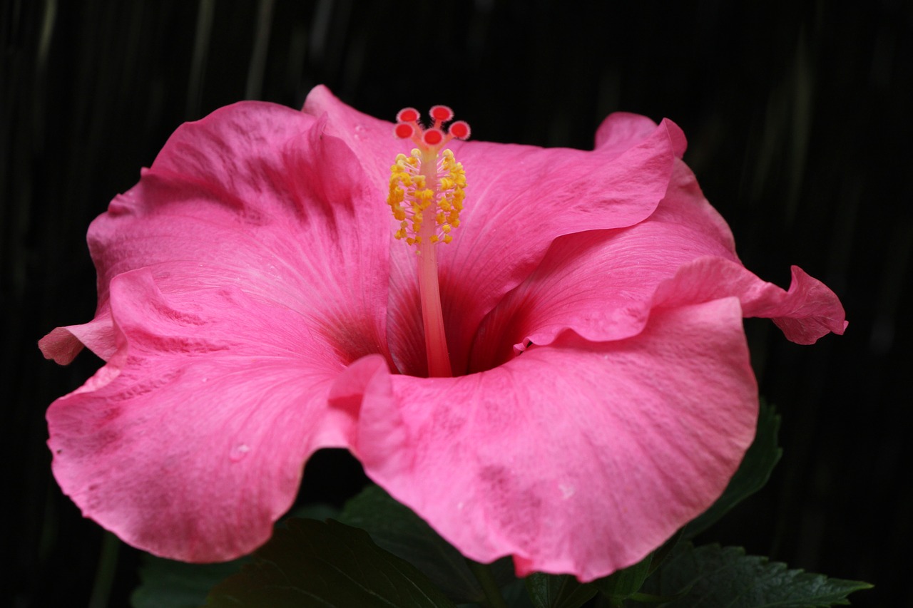 hibiscus blossom bloom free photo