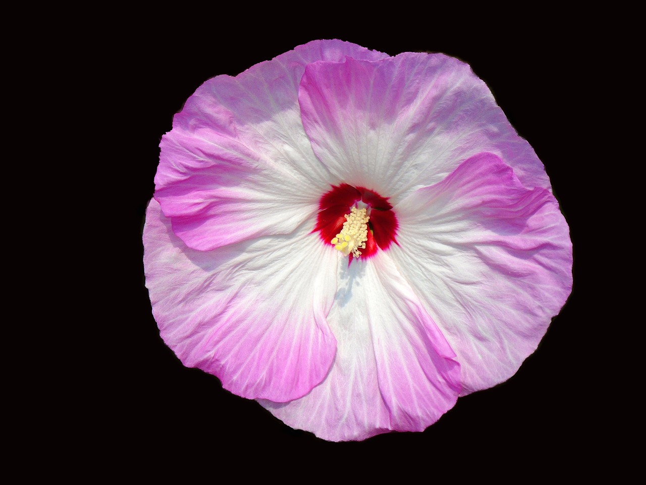 hibiscus flower blossom free photo