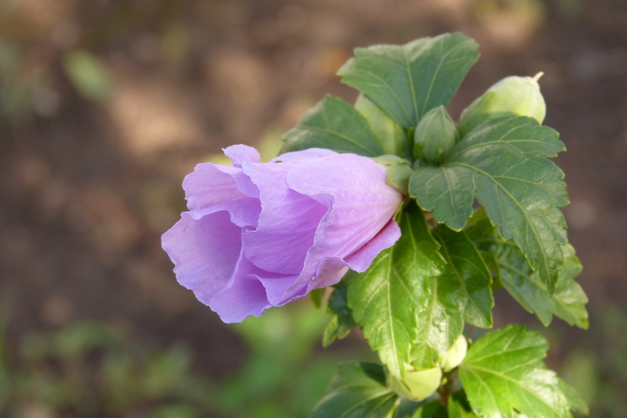 hibiscus flower purple free photo