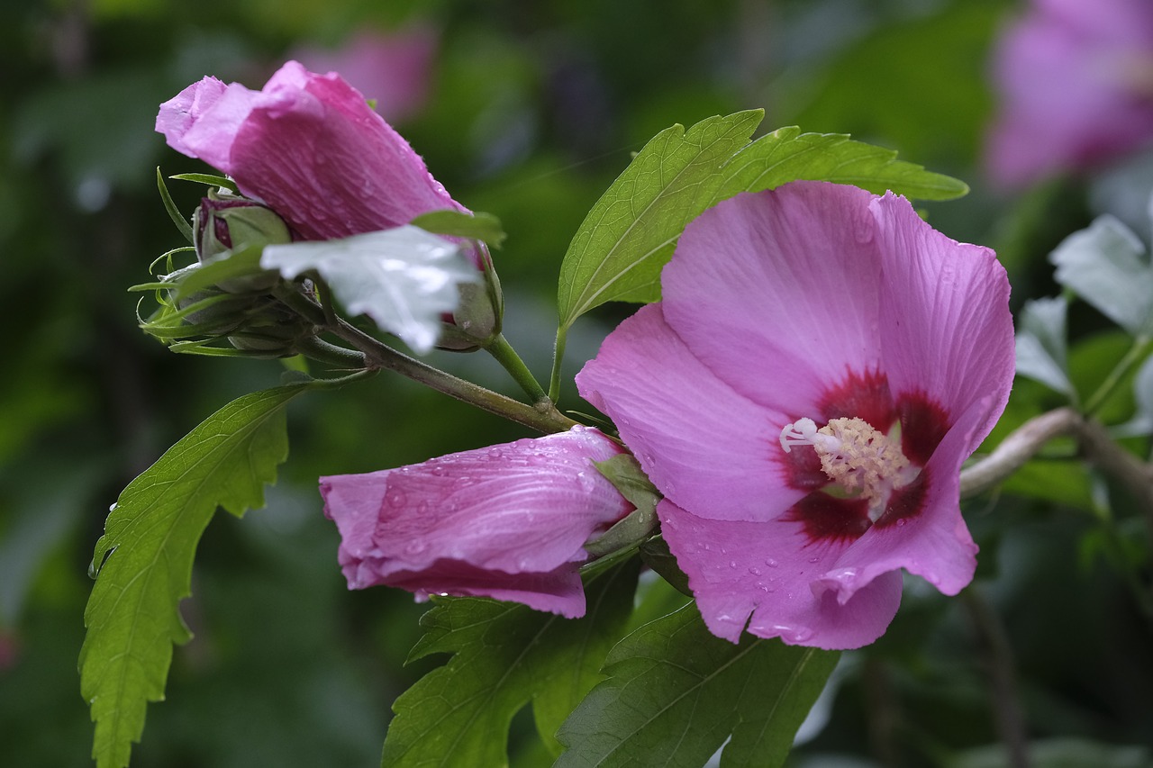 Hibiscus,marshmallow,flower,blossom,bloom - free image from needpix.com