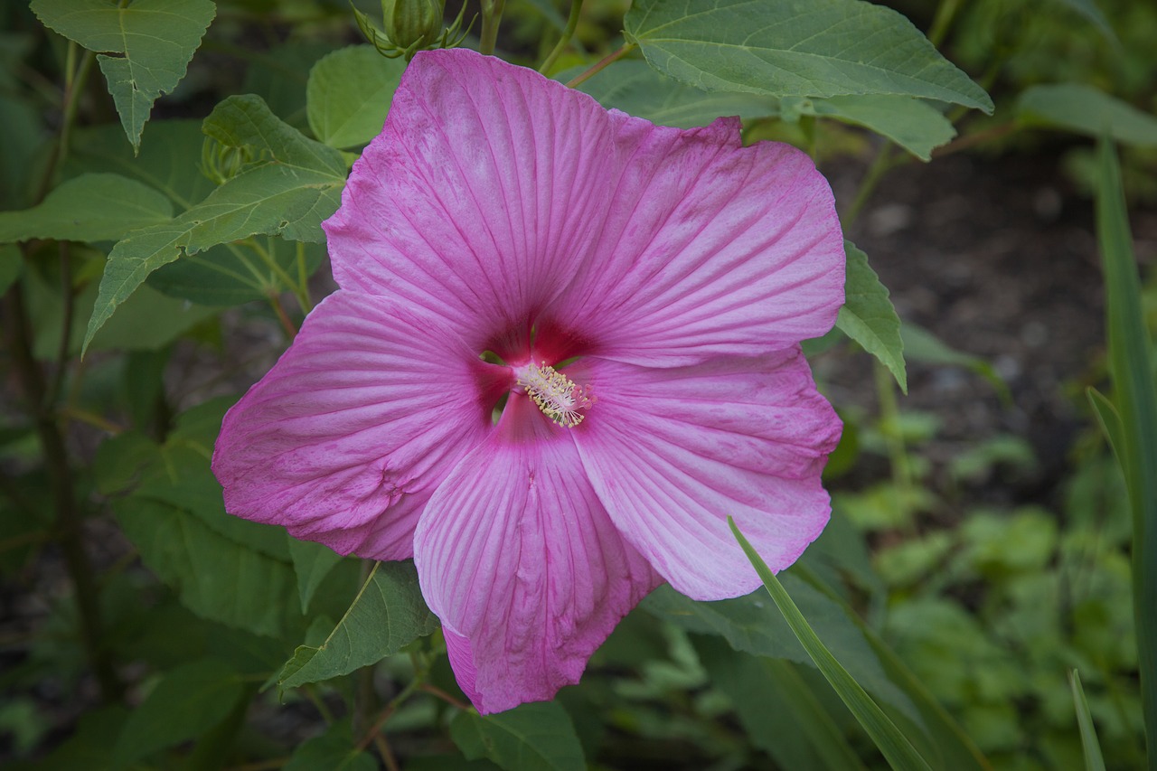 hibiscus blossom bloom free photo