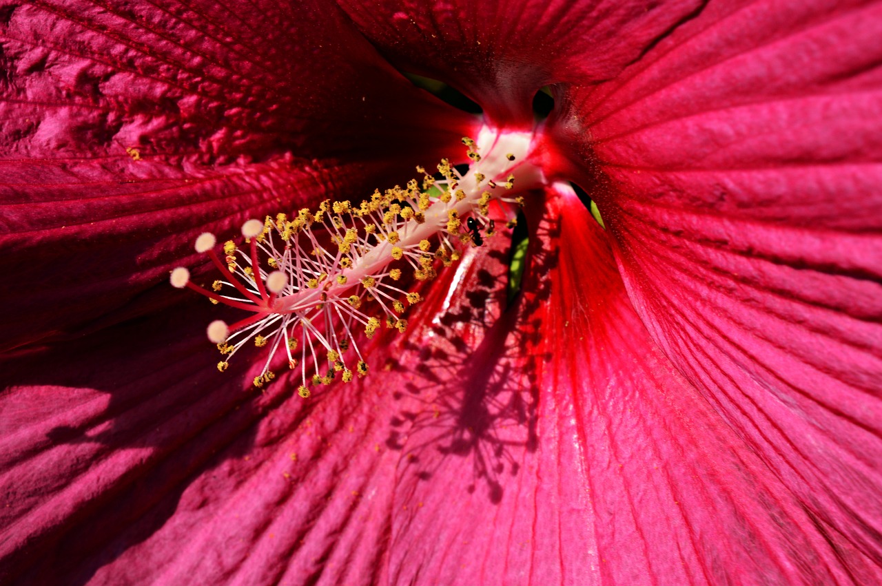 hibiscus flower swamp hibiscus free photo