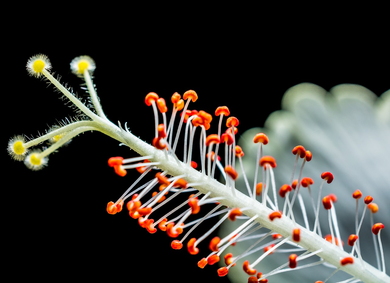 hibiscus blossom bloom free photo