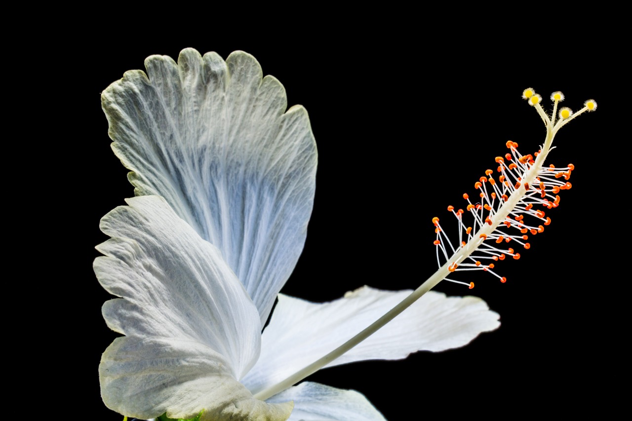 hibiscus blossom bloom free photo