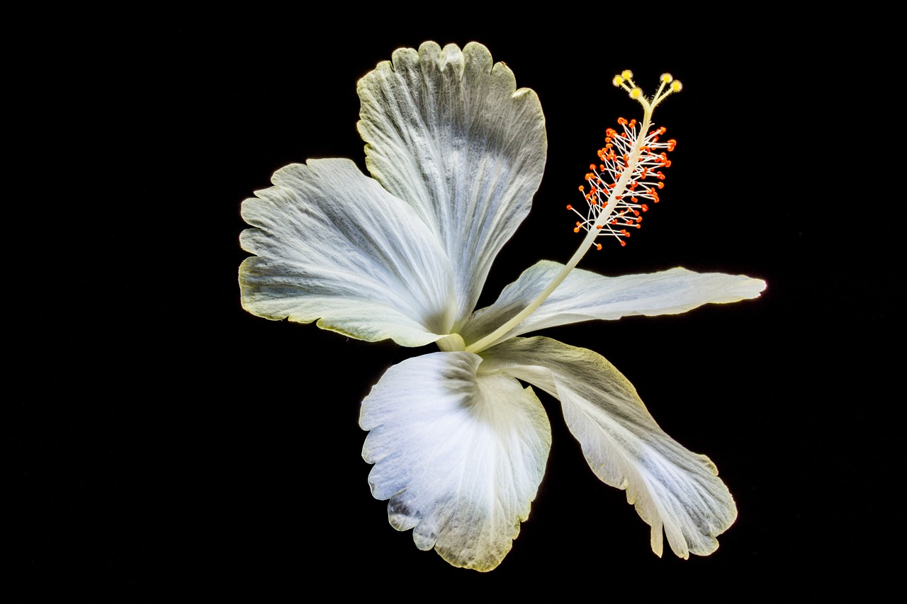 hibiscus blossom bloom free photo