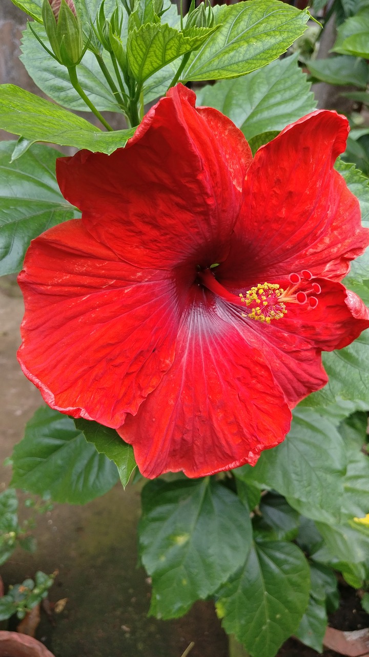 hibiscus flower tropical free photo